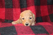 Standard Poodle Puppy 7