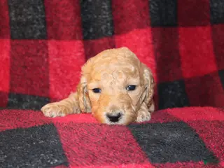 Standard Poodle dogs Standard Poodle Puppy 7 - Ad 39