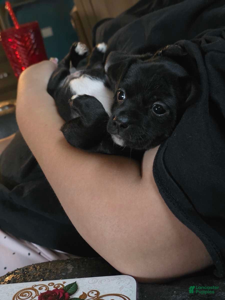 Chihuahua dogs Chihuahua Puppy 1 - Ad 8