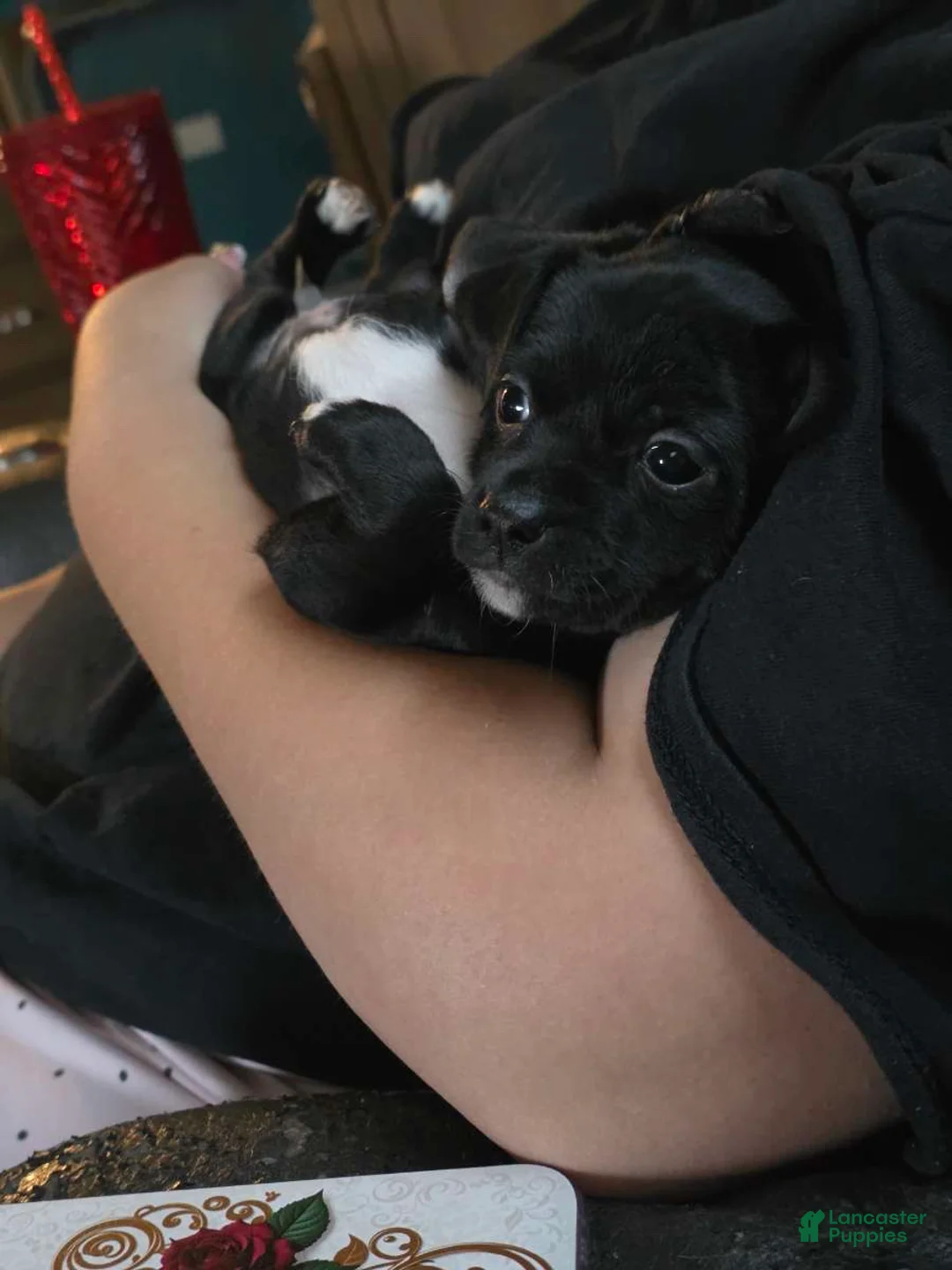Chihuahua dogs for sale: Chihuahua Puppy 1 - Ad 1
