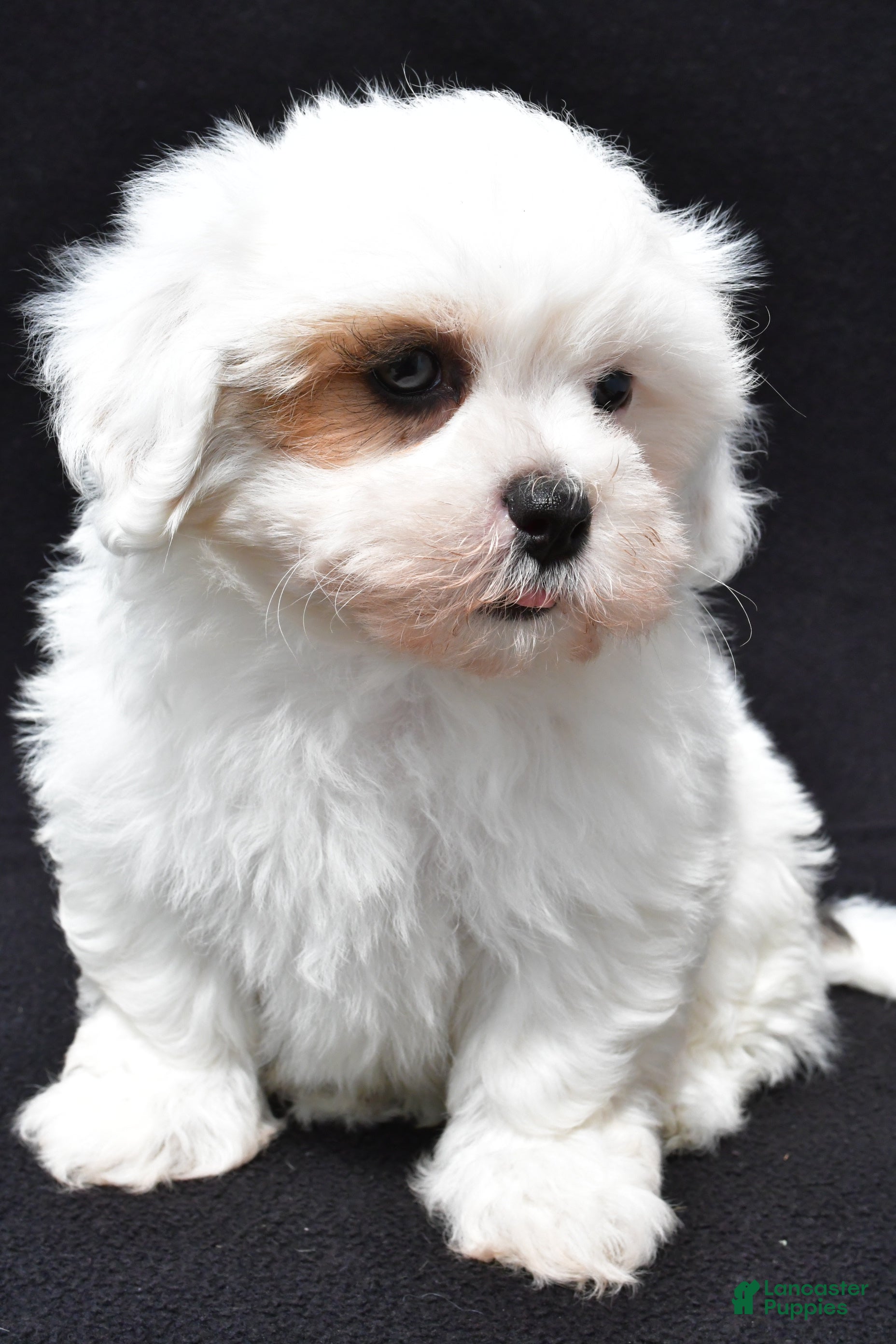 Shihpoo dogs Ronnie - Ad 2