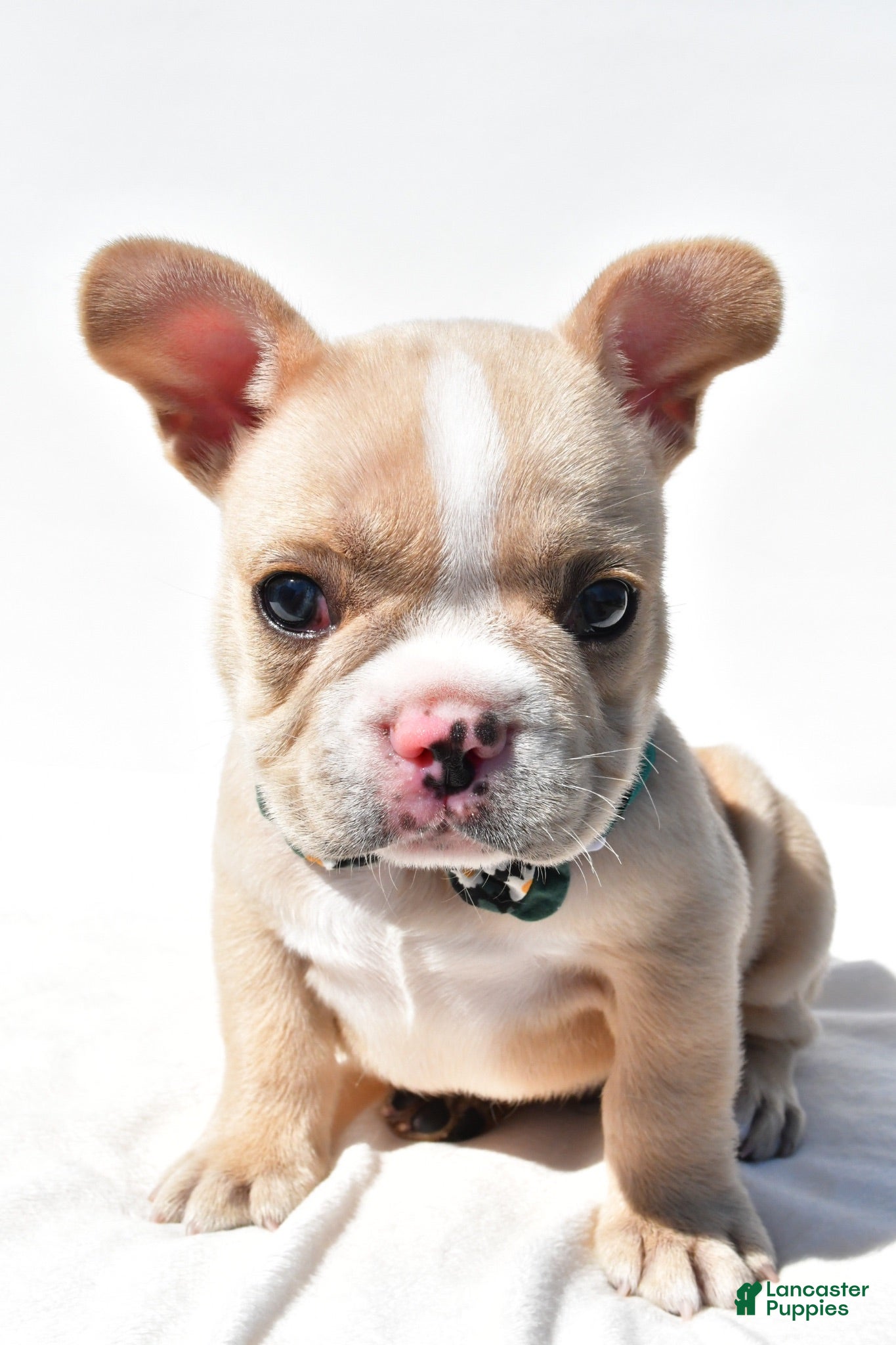 French Bulldog dogs Harley - Ad 1