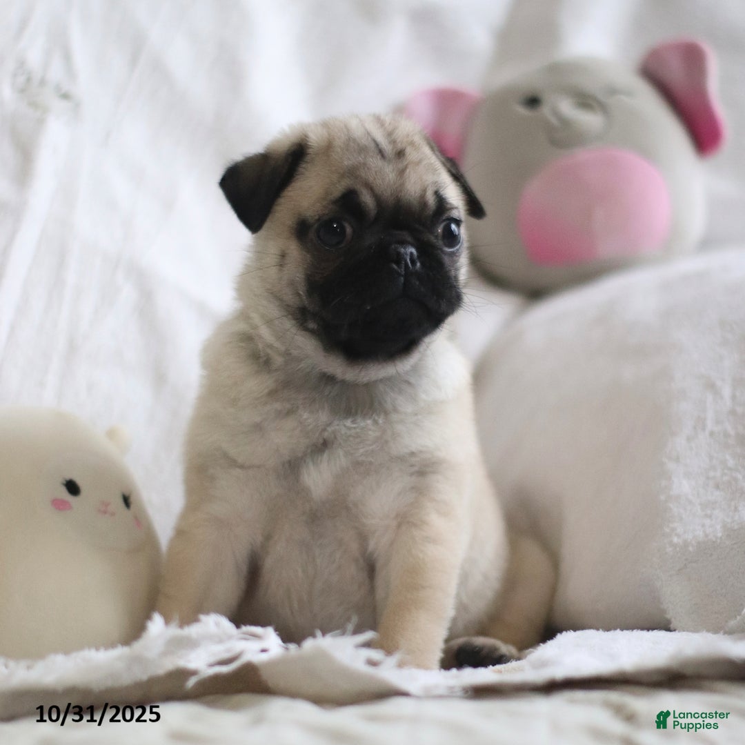 Pug dogs for sale: Pug Bug - Ad 3