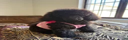 Standard Poodle dogs for sale: Luna - Ad 8