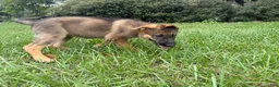 German Shepherd dogs for sale: Delilah - Ad 93