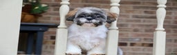 Shih Tzu dogs for sale: Snickers (Neutered) - Ad 4