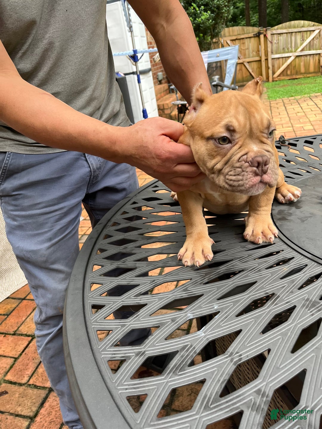 American Bully dogs for sale: Jax - Ad 1