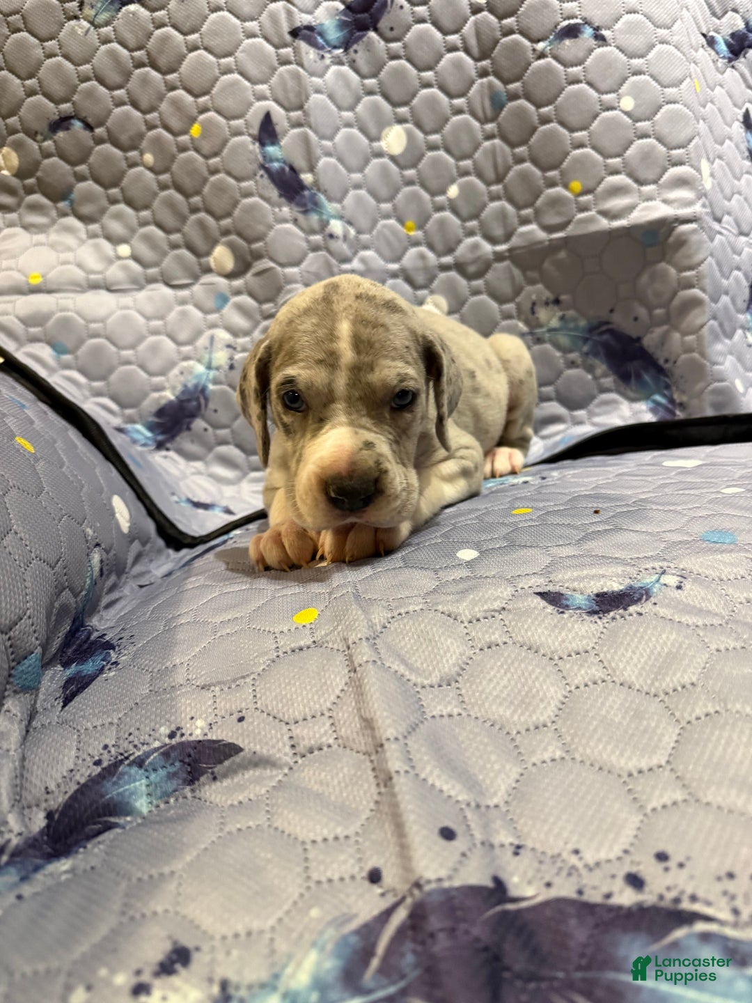 Great Dane dogs for sale: Lenard - Ad 4