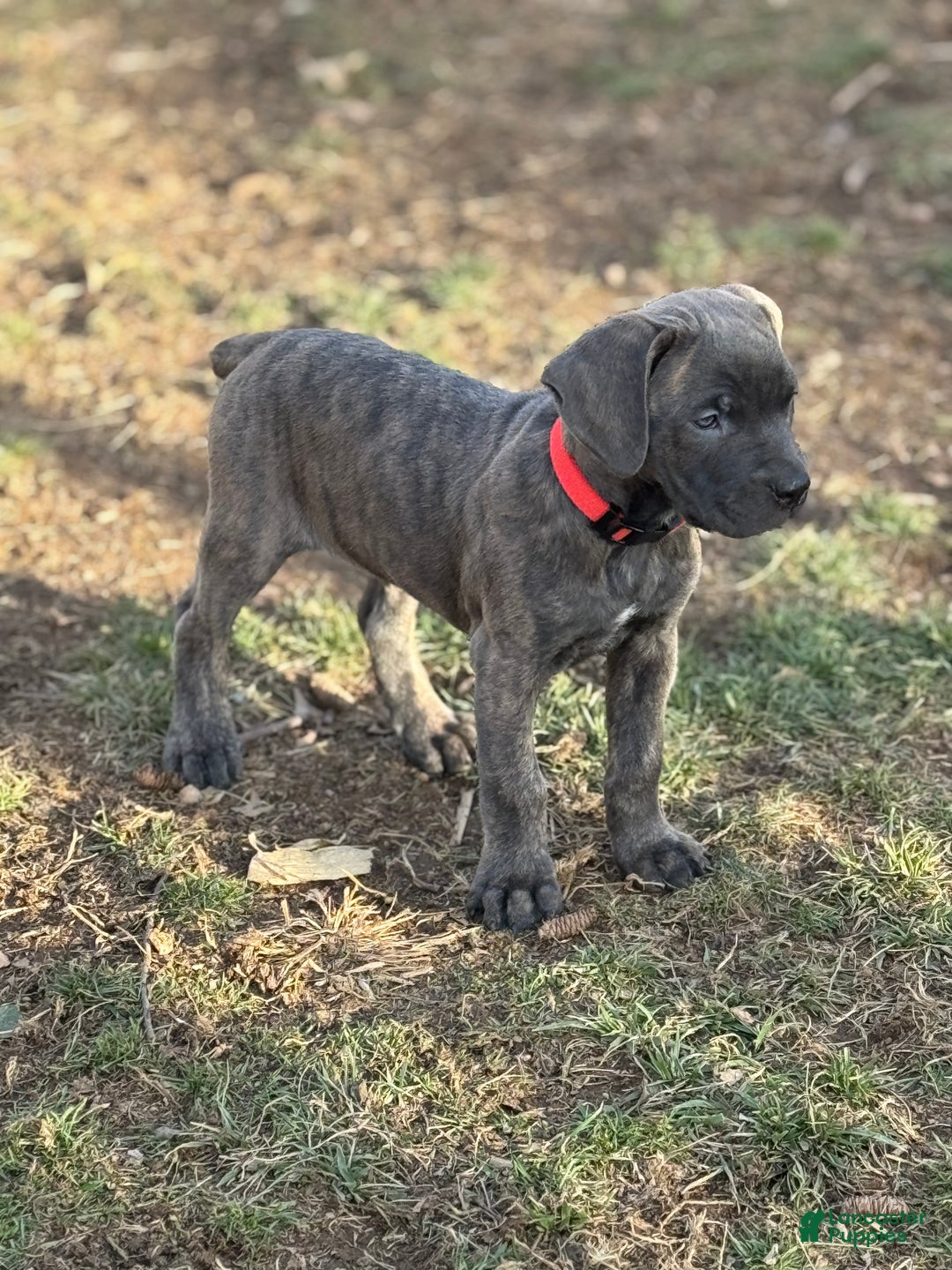 Cane Corso dogs for sale: Stormii - Ad 32