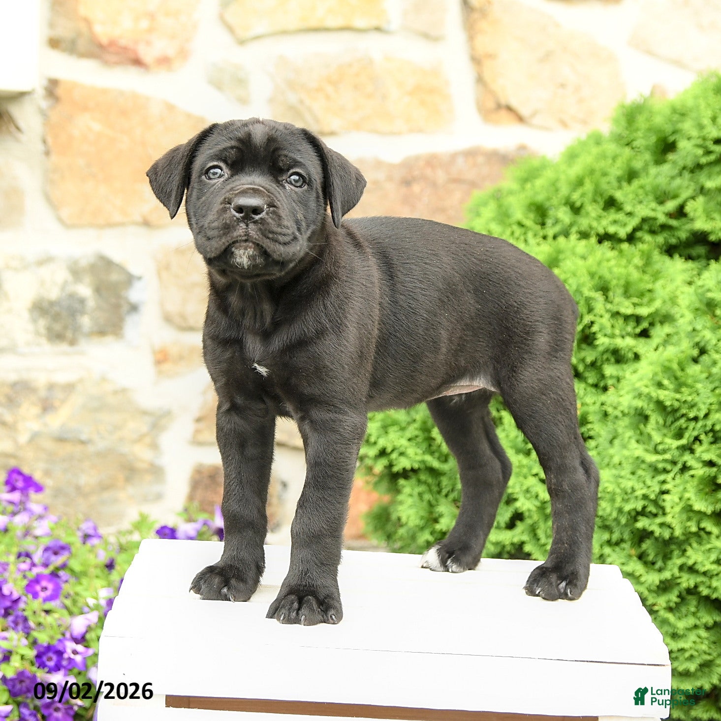 Cane Corso dogs Cleo - Ad 2