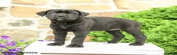 Cane Corso dogs for sale: Cleo - Ad 2