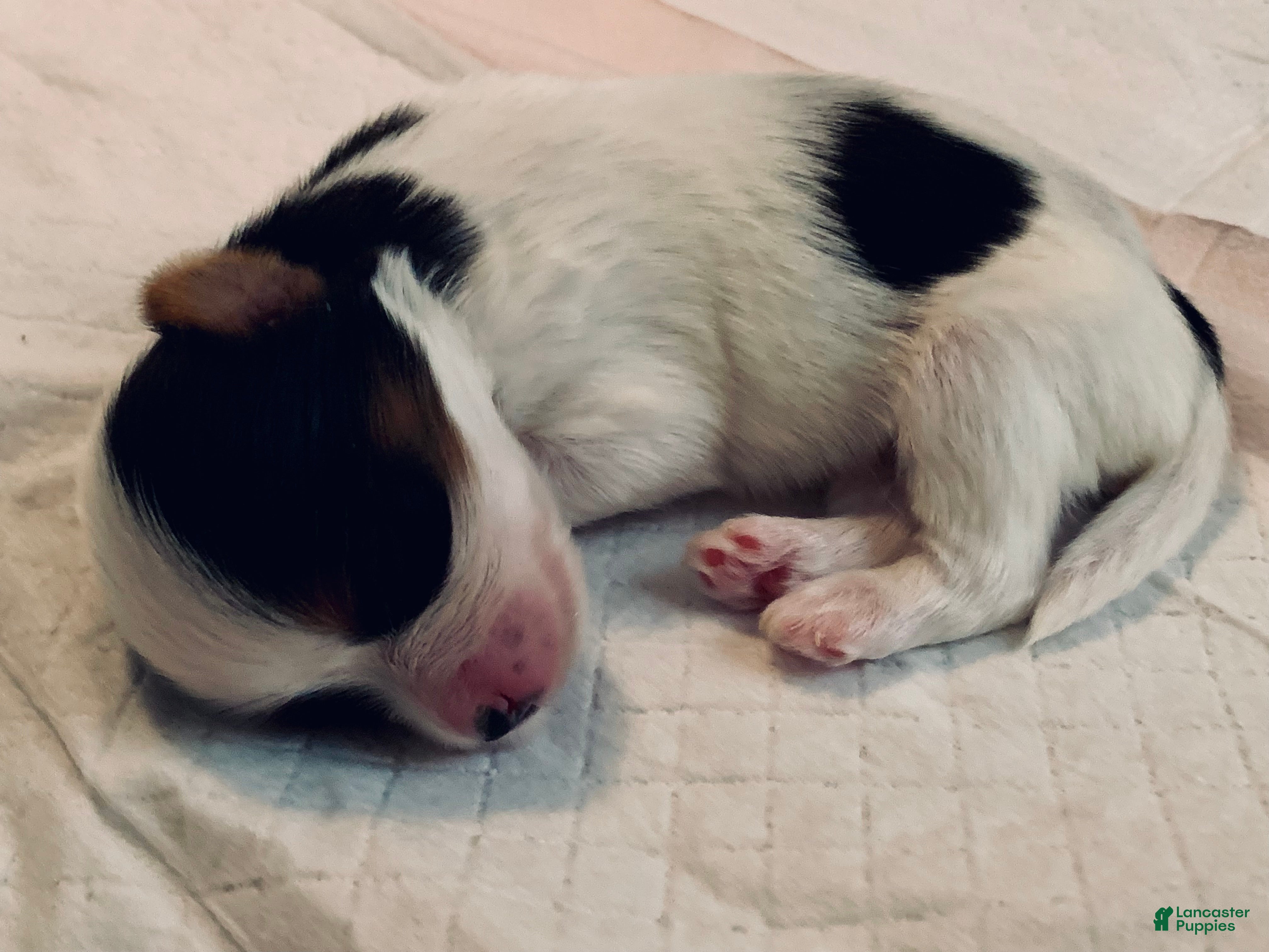 Biewer Terrier dogs Biewer Terrier Puppy 1 - Mini Puppy - Ad 2