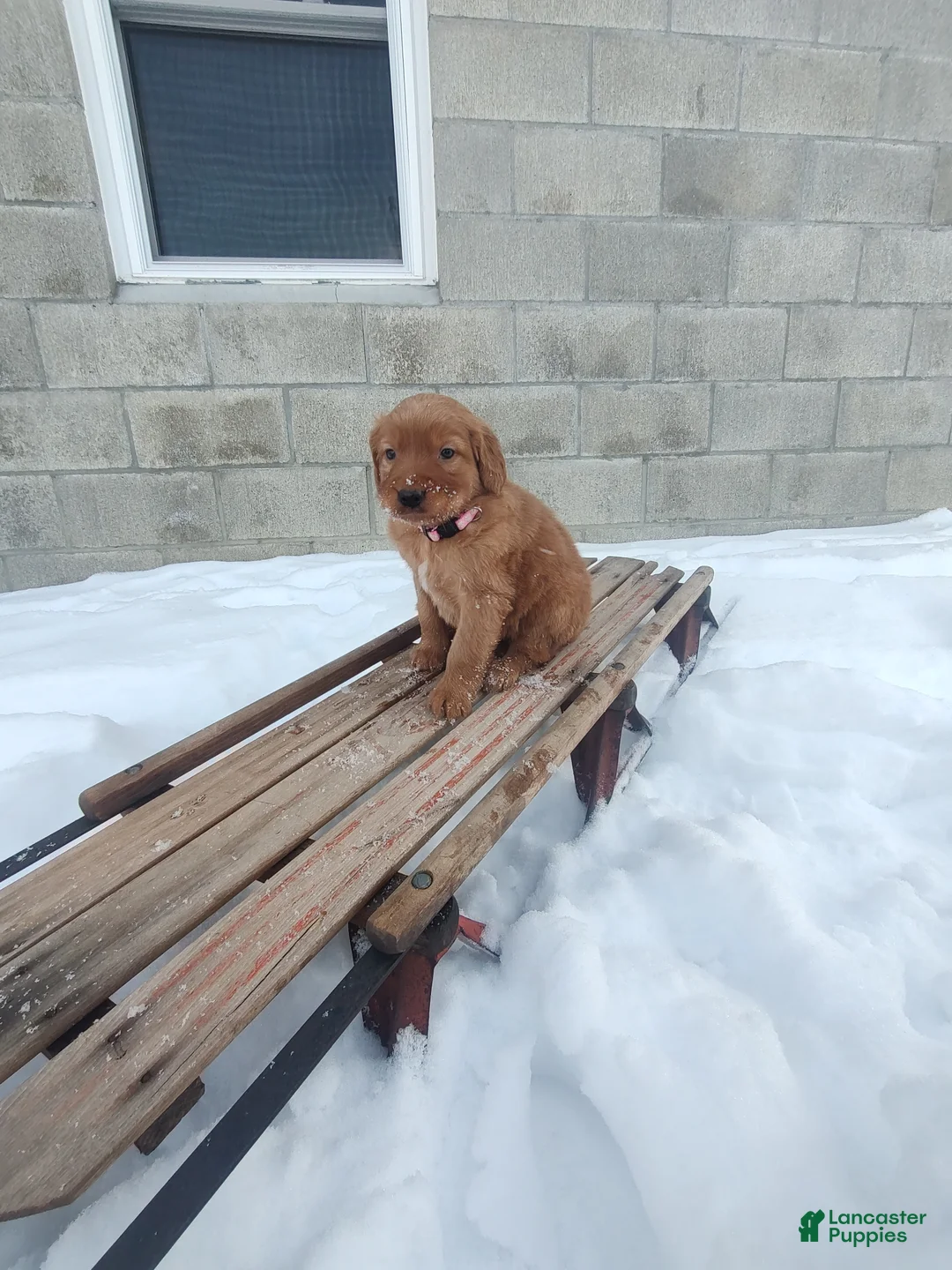 Mixed Breed dogs for sale: Roxanne  - Ad 8