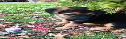German Shepherd dogs for sale: Stormy Gale - Ad 5