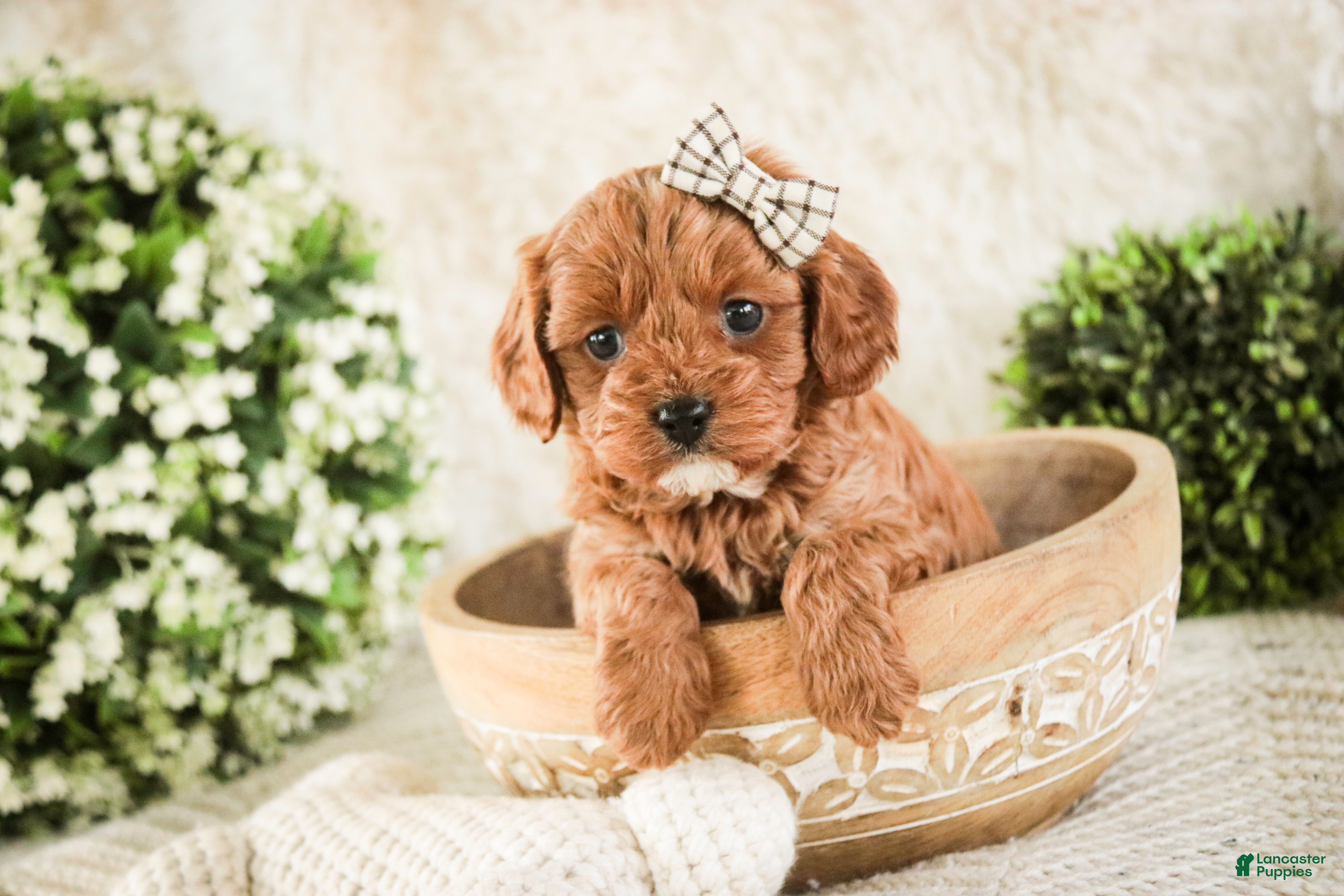 Cavapoo dogs Haven - Ad 2