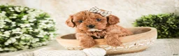 Cavapoo dogs for sale: Haven - Ad 2