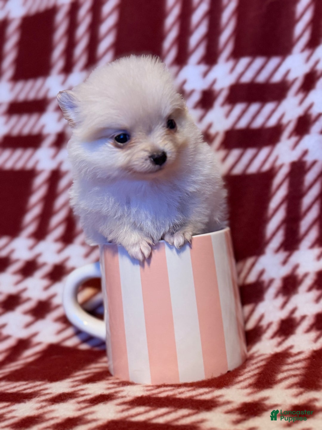 Pomeranian dogs for sale: Snowball - Ad 2