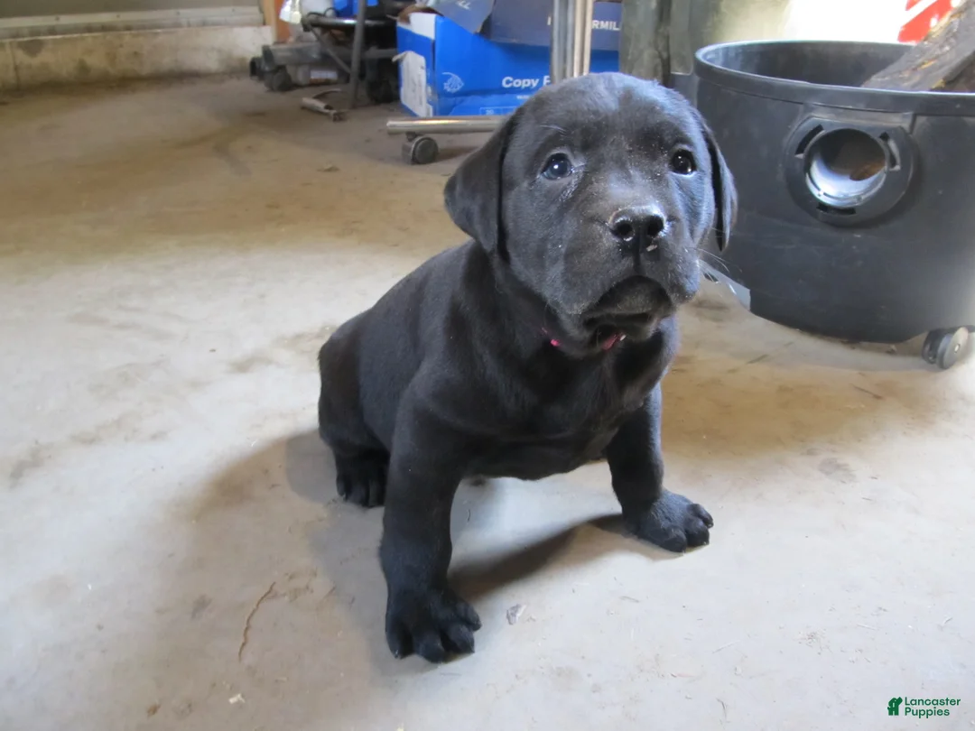 Labrador Retriever dogs for sale: Labrador Retriever Puppy 2 - Ad 1