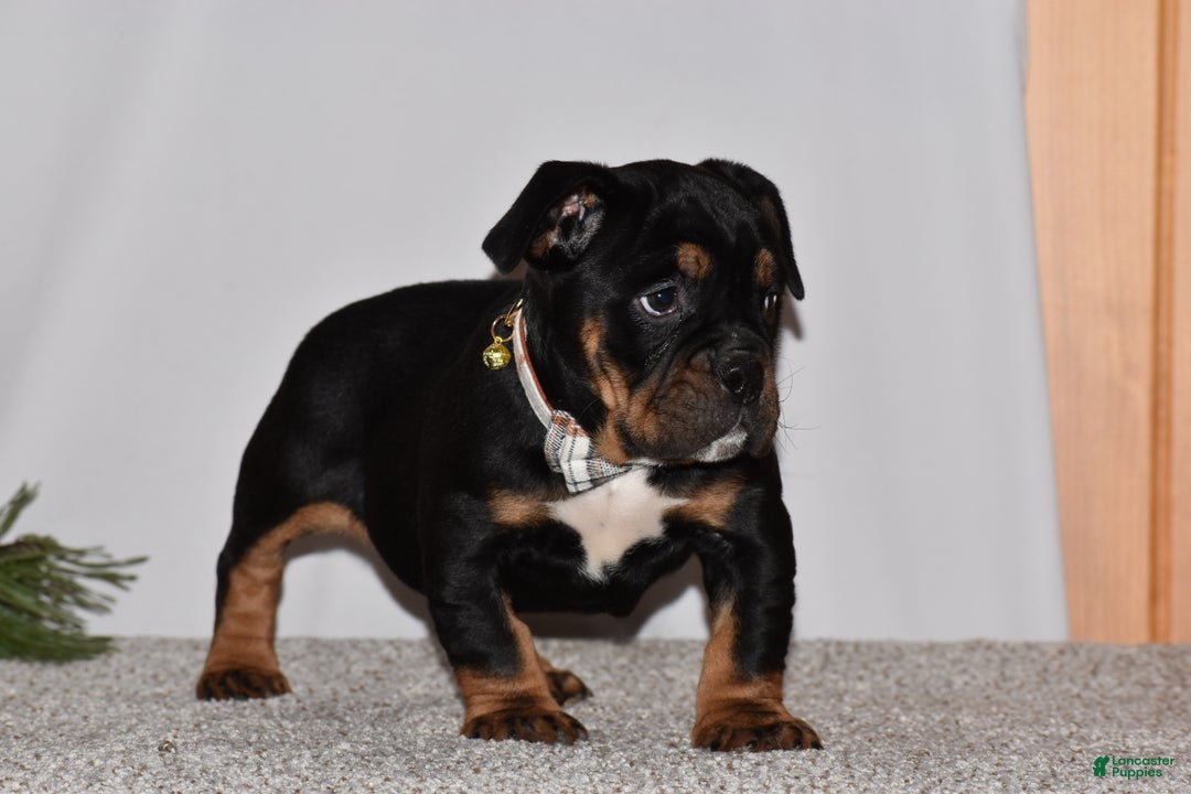 Mixed Breed dogs for sale: Buddy - Ad 9