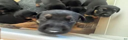 Mixed Breed dogs for sale: Doberman German shepherd  - Ad 14