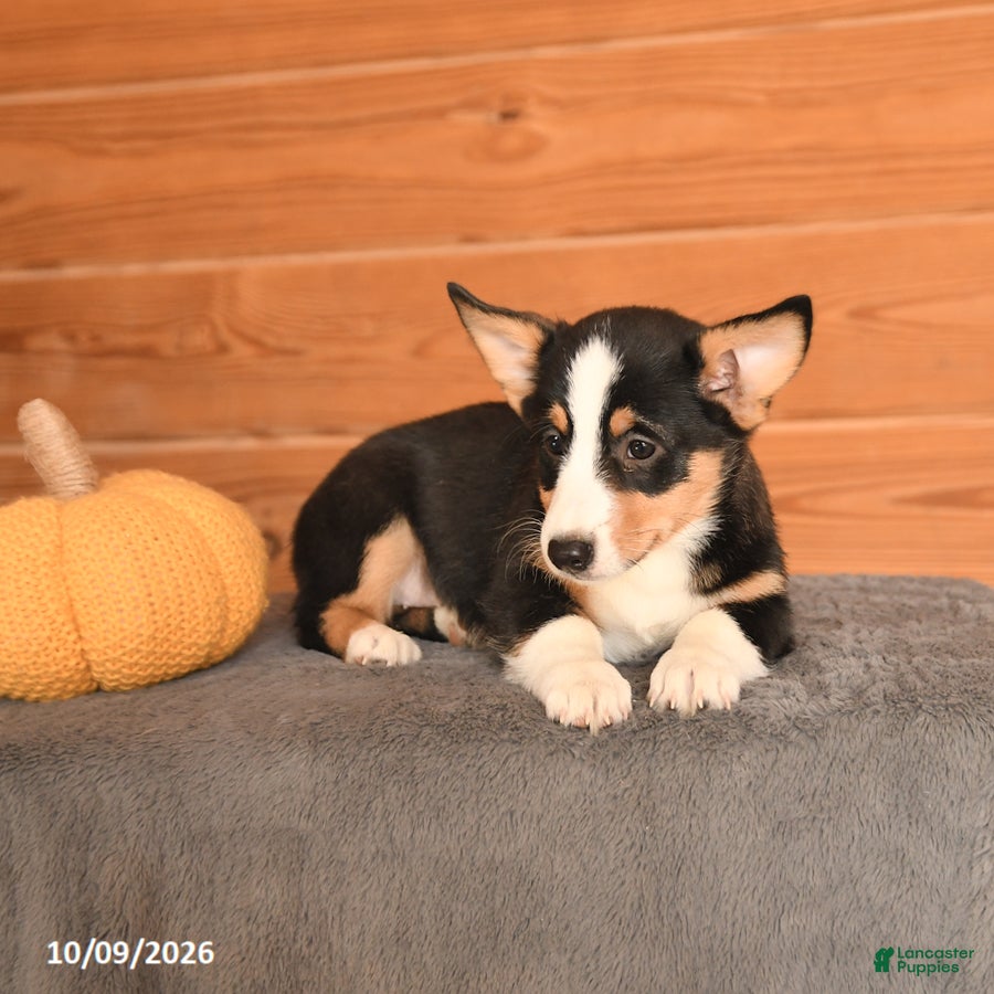 Welsh Corgi Pembroke dogs Molly - Ad 2