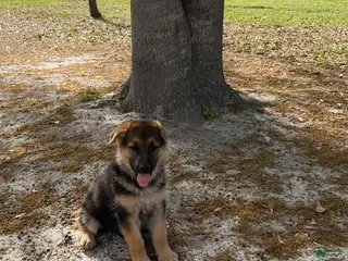 German Shepherd dogs Aurora - Ad 22