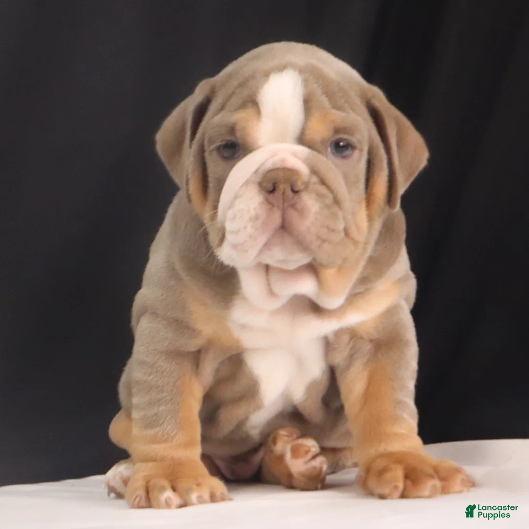 English Bulldog dogs for sale: Tank - Ad 4
