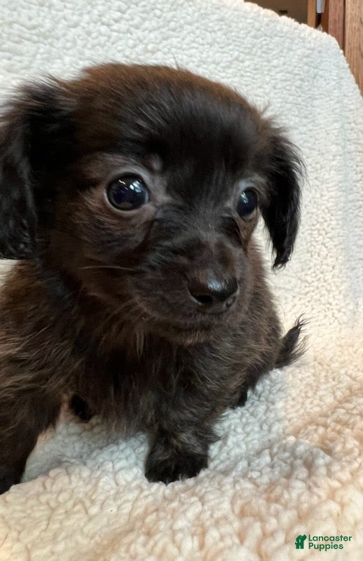 Chiweenie dogs  Beau - Ad 1