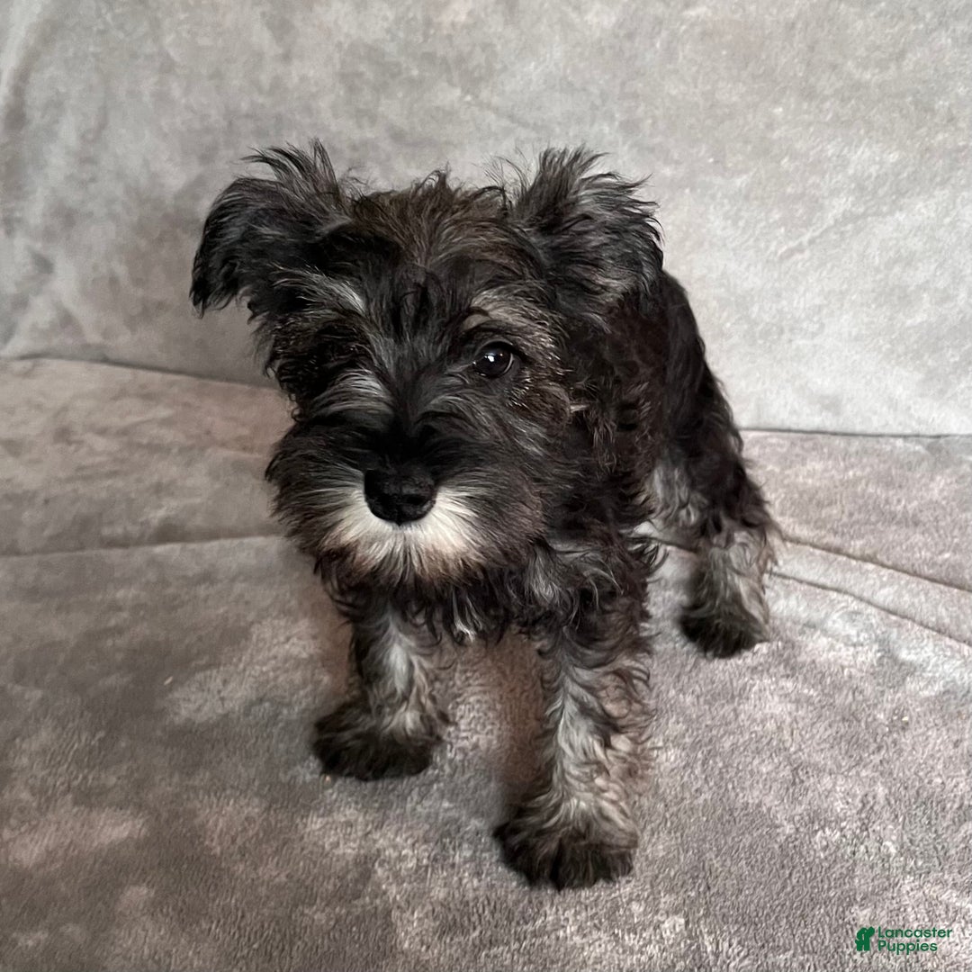 Miniature Schnauzer dogs for sale: Teddy - Ad 4