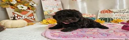 Miniature Poodle dogs for sale: Avalene Joy - Ad 5