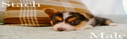 Welsh Corgi Pembroke dogs for sale: Stach - Ad 4