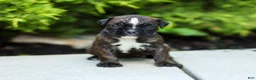 Boxer dogs for sale: Lucy Boxer Puppy  - Ad 16