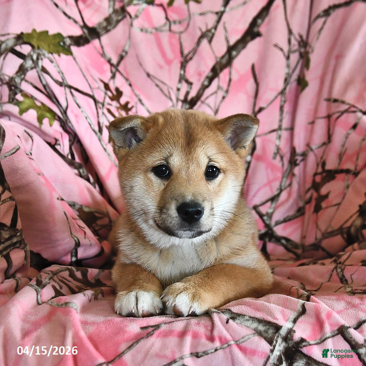 Shiba Inu dogs Rosie June - Ad 2