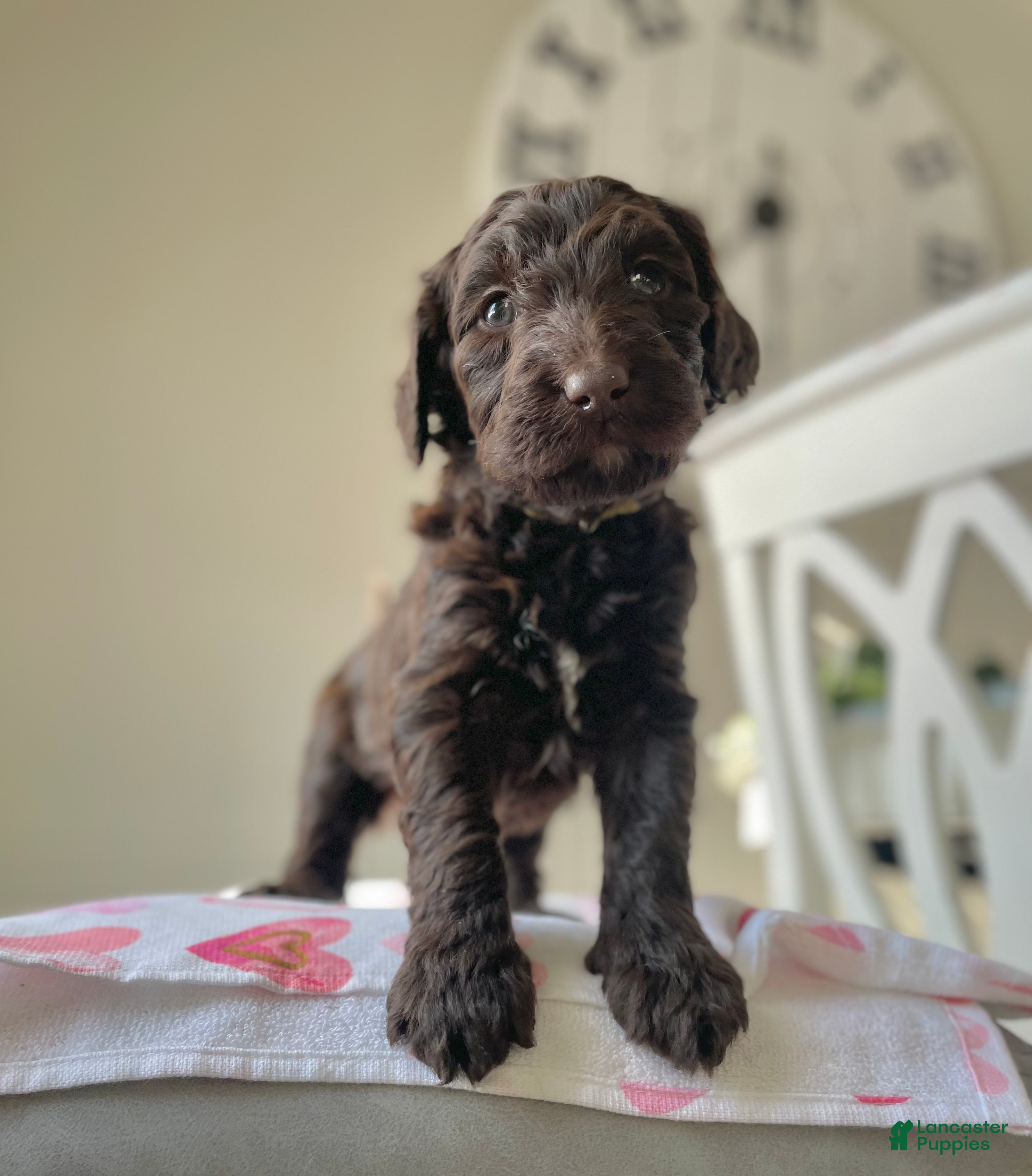 Goldendoodle dogs Ms yellow - Ad 19