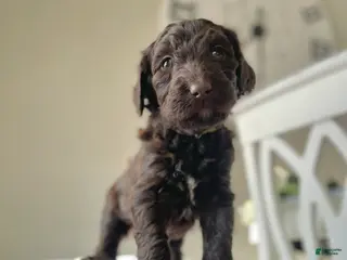 Goldendoodle dogs Ms yellow - Ad 24