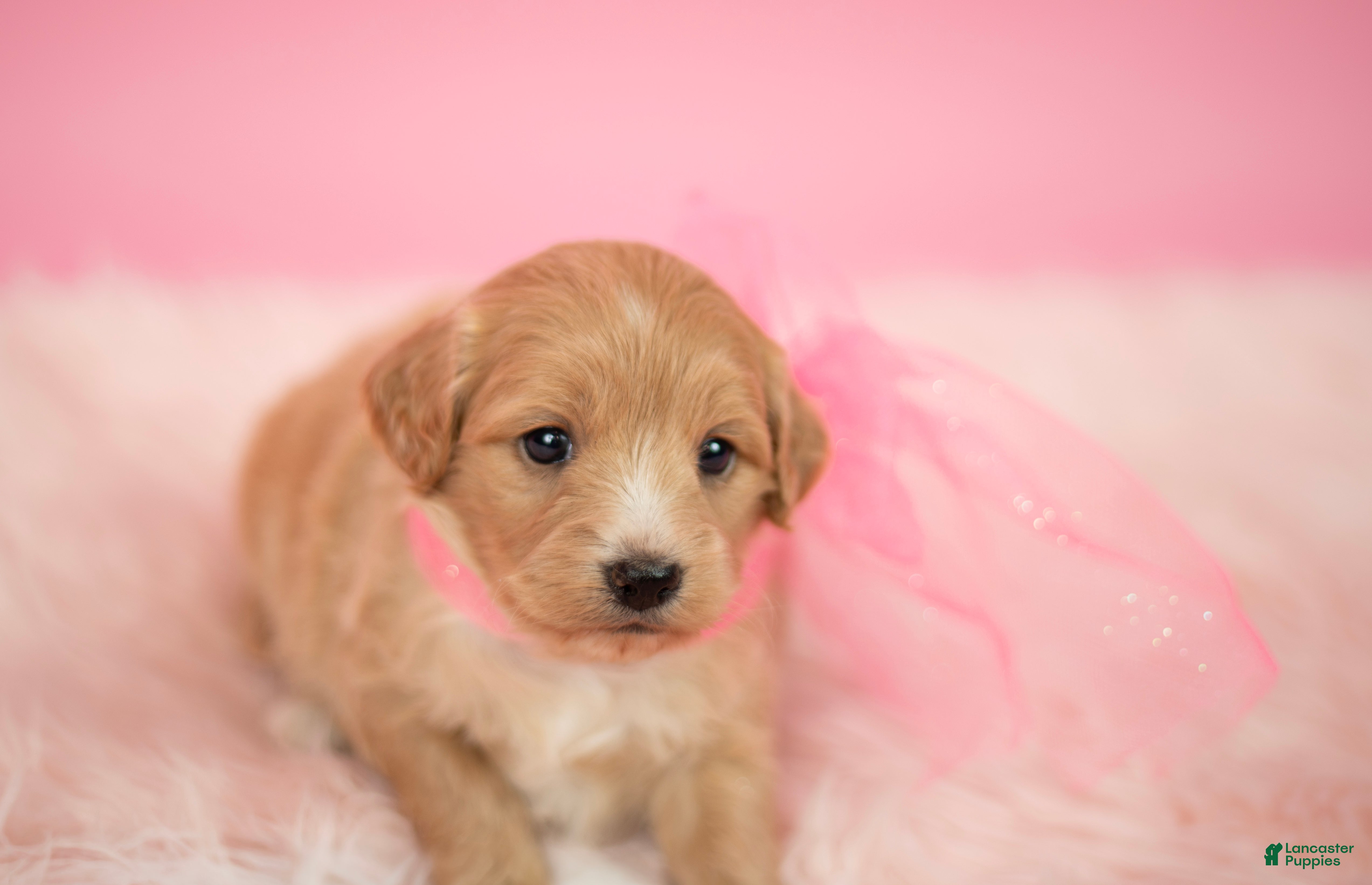 Maltipoo dogs Bella - Ad 2