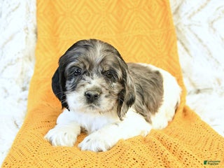 Cocker Spaniel dogs - Ad 18