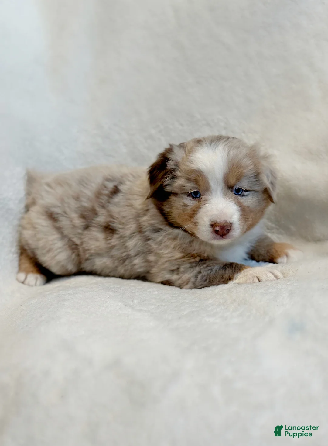 Miniature Australian Shepherd dogs for sale: Banks - Ad 2