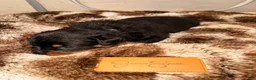 Rottweiler dogs for sale: Prince - Ad 3
