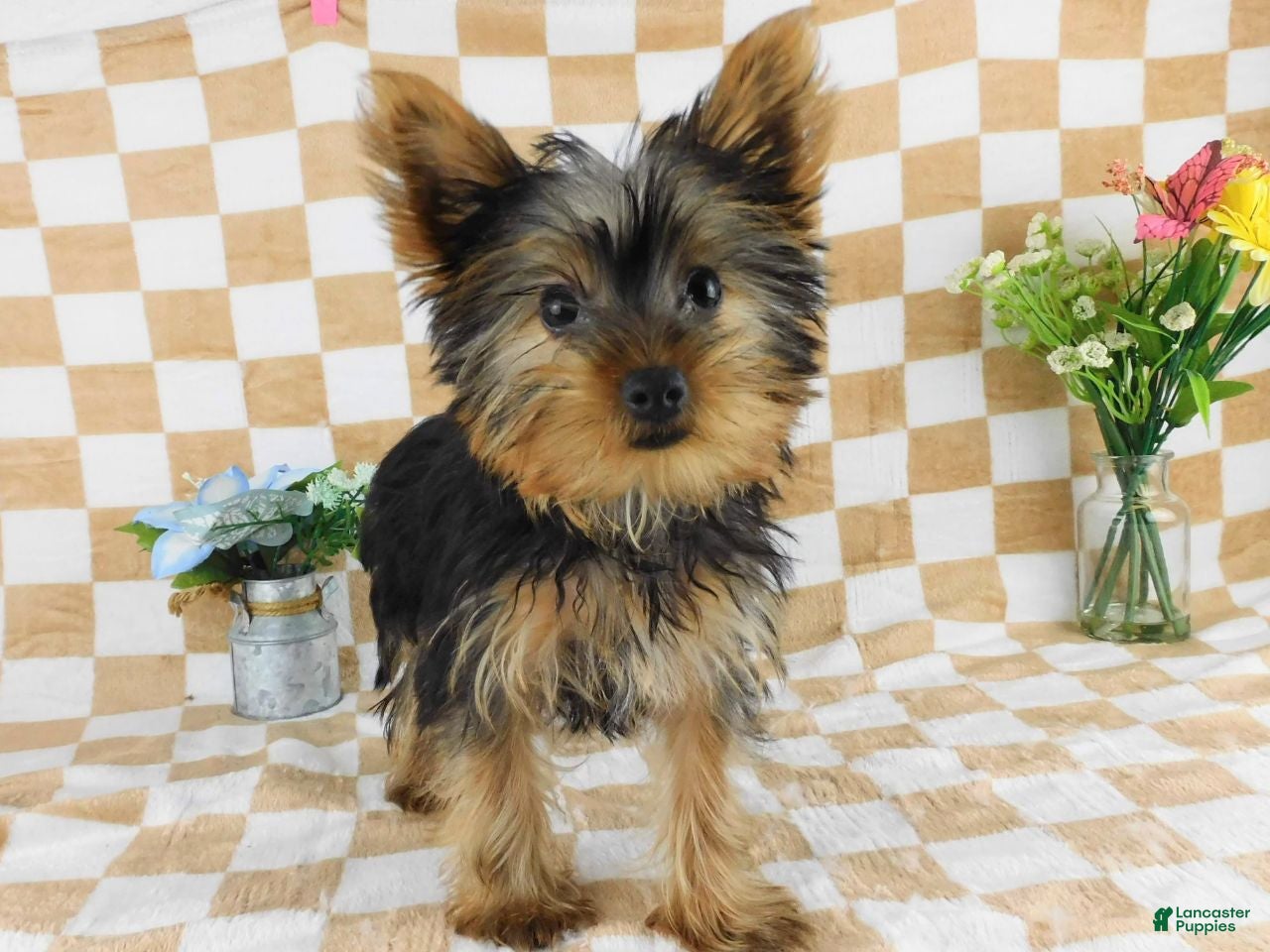 Yorkshire Terrier dogs Micheal - Ad 1