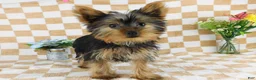 Yorkshire Terrier dogs for sale: Micheal - Ad 1