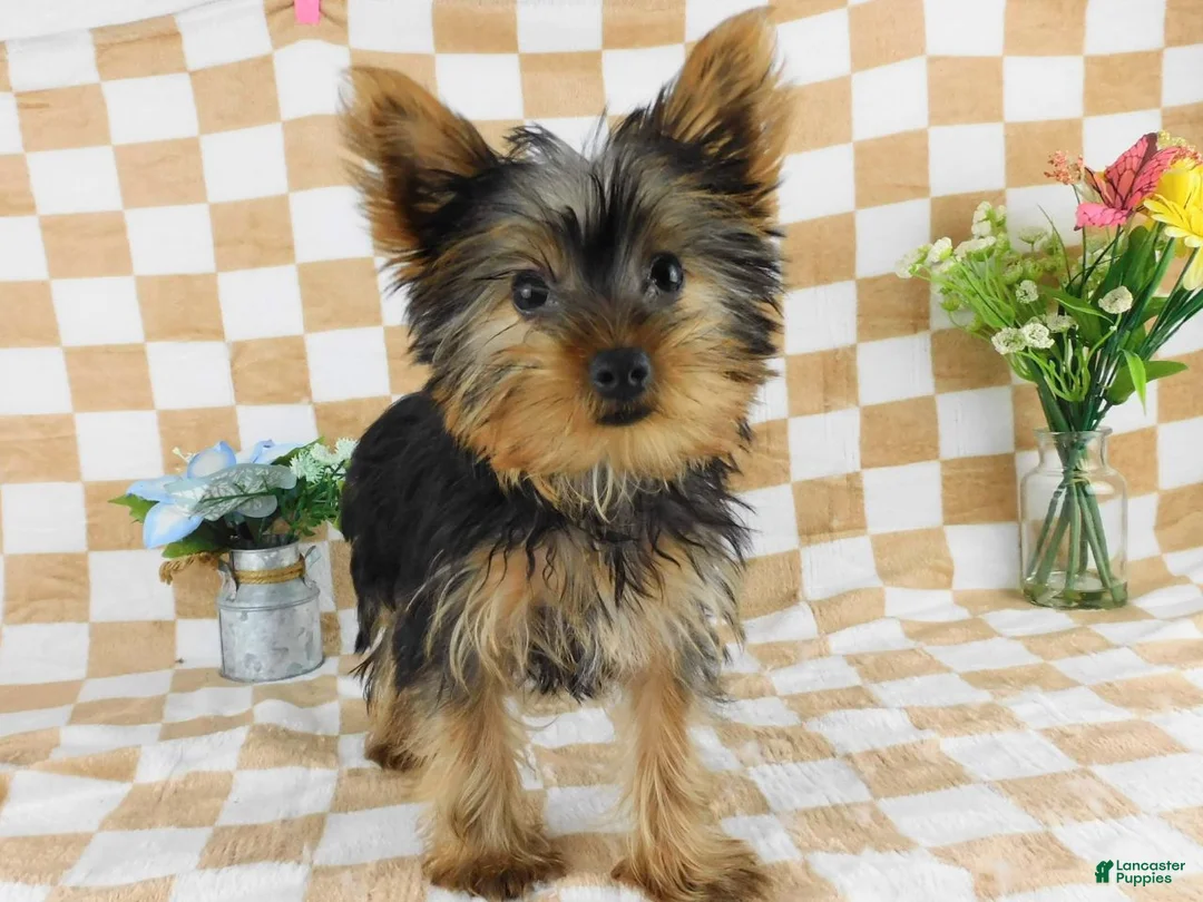 Yorkshire Terrier dogs for sale: Micheal - Ad 1