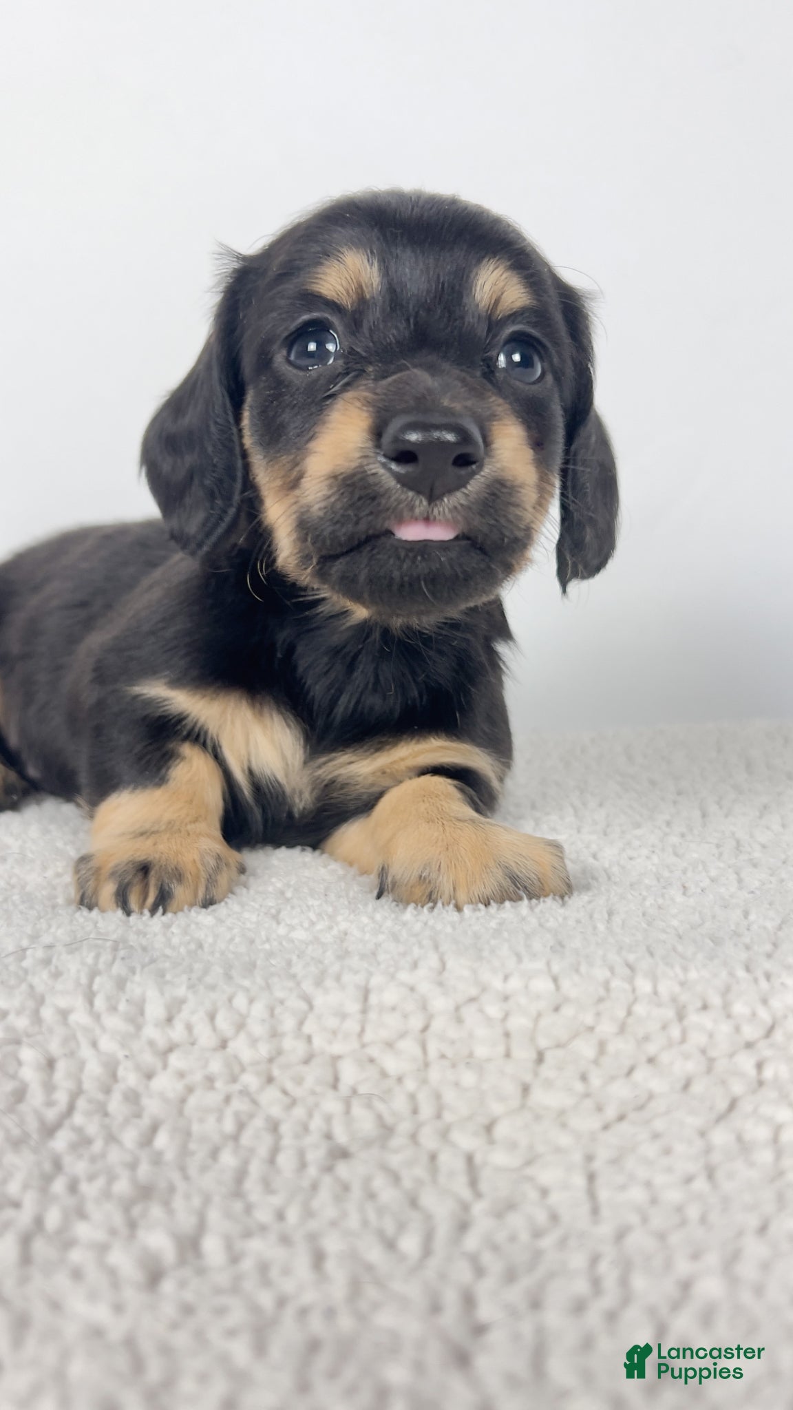 Miniature Dachshund dogs Vanilla - Ad 16