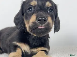 Miniature Dachshund dogs Vanilla - Ad 16