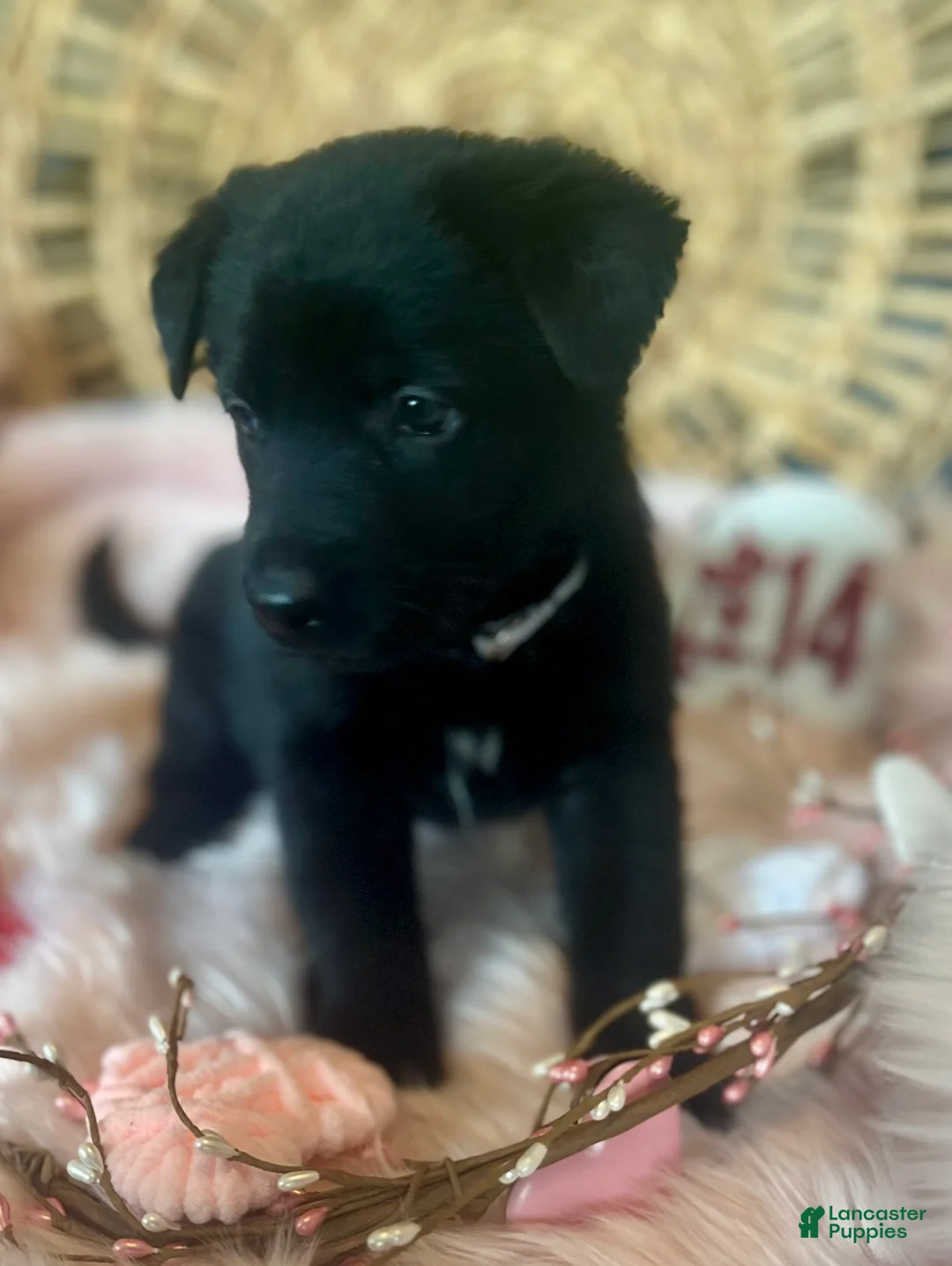 German Shepherd dogs for sale: Poppy  - Ad 13