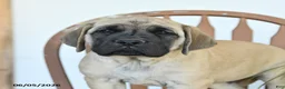 English Mastiff dogs for sale: Max - Ad 3