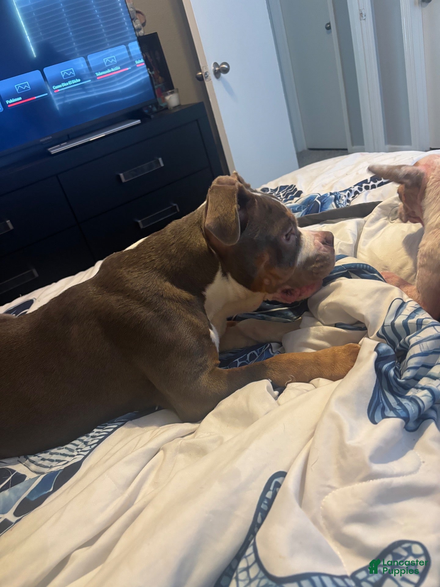 American Bully dogs American Bully 1 - Ad 33