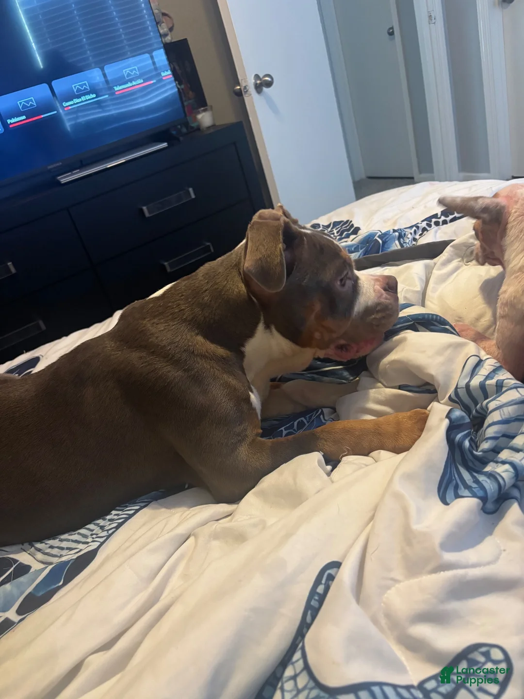American Bully dogs for sale: American Bully 1 - Ad 1
