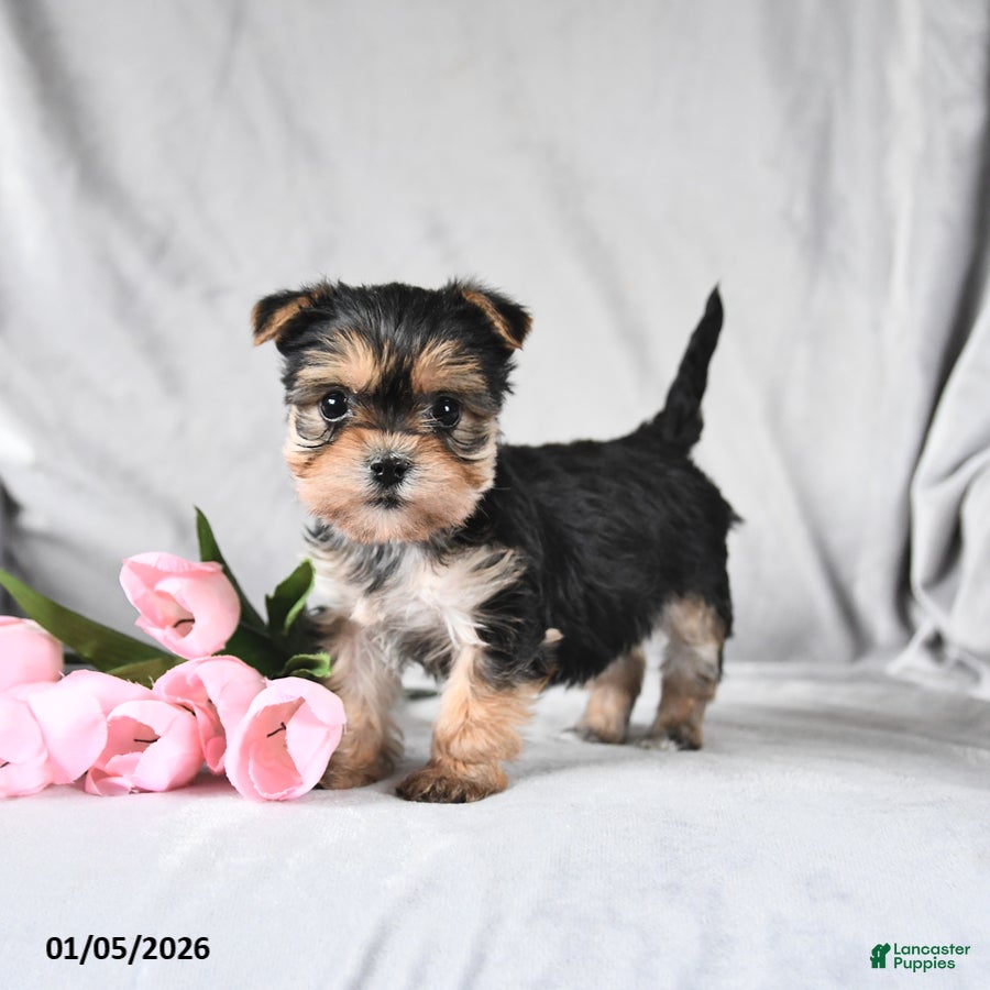 Morkie dogs Clover - Ad 18