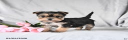 Morkie dogs for sale: Clover - Ad 1